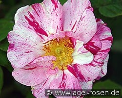 Rosa gallica 'Versicolor' (Gallicarose) Bild der Rose 'Rosa gallica 'Versicolor'' (Gallicarose)