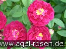 Bild der Rose 'Tuscany Superb' (Gallicarose)