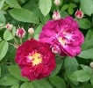 Tuscany Superb (Gallicarose) Bild der Rose 'Tuscany Superb' (Gallicarose)