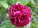 Tuscany Superb (Gallicarose) Bild der Rose 'Tuscany Superb' (Gallicarose)