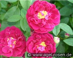Tuscany Superb (Gallicarose) Bild der Rose 'Tuscany Superb' (Gallicarose)