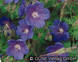 Storchschnabel (Stauden für Beete, Rabatten & Schnitt) Bild der Staude 'Storchschnabel' (Geranium himalayense 'Gravetye')