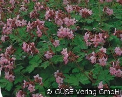Balkan-Storchschnabel (Stauden für Beete, Rabatten & Schnitt) Bild der Staude 'Balkan-Storchschnabel' (Geranium macrorrhizum 'Ingwersen')