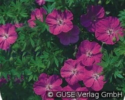Blut-Storchschnabel (Stauden für Beete, Rabatten & Schnitt) Bild der Staude 'Blut-Storchschnabel' (Geranium sanguineum)
