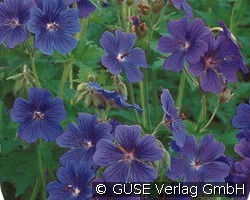 Pracht-Storchschnabel (Stauden für Beete, Rabatten & Schnitt) Bild der Staude 'Pracht-Storchschnabel' (Geranium x magnificum)