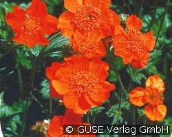 Nelkenwurz (Stauden für Beete, Rabatten & Schnitt) Bild der Staude 'Nelkenwurz' (Geum coccineum 'Borisii')