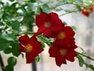 Alcantara (Ground Cover Rose) Picture of the rose 'Alcantara' (Ground Cover Rose)
