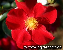 Alcantara (Ground Cover Rose) Picture of the rose 'Alcantara' (Ground Cover Rose)