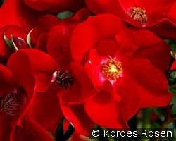 Apache (Ground Cover Rose) Picture of the rose 'Apache' (Ground Cover Rose)