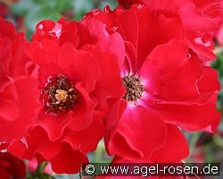 Austriana (Ground Cover Rose) Picture of the rose 'Austriana' (Ground Cover Rose)