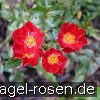 Picture of the rose 'Bassino' (Ground Cover Rose)