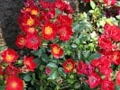 Bassino (Ground Cover Rose) Picture of the rose 'Bassino' (Ground Cover Rose)