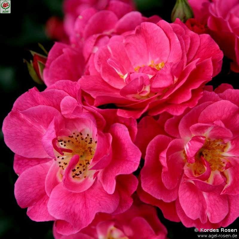 Picture of the rose 'Blühwunder 08' (Ground Cover Rose)