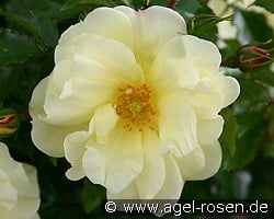 Celina (Ground Cover Rose) Picture of the rose 'Celina' (Ground Cover Rose)