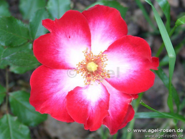 Rose Cherry
