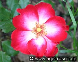 Cherry Meidiland (Ground Cover Rose) Picture of the rose 'Cherry Meidiland' (Ground Cover Rose)