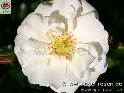 Picture of the rose 'Diamant' (Ground Cover Rose)