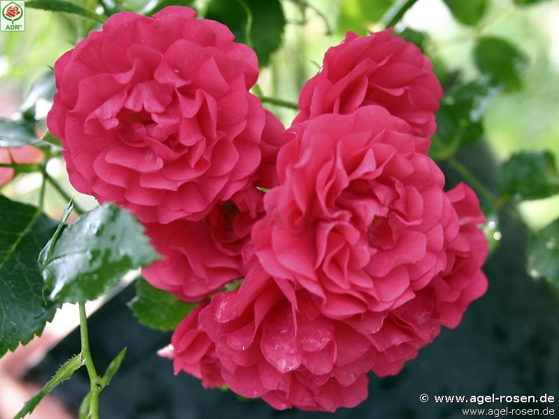 Picture of the rose 'Gärtnerfreude' (Ground Cover Rose)