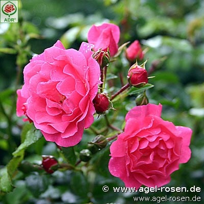 Picture of the rose 'Heidetraum' (Ground Cover Rose)