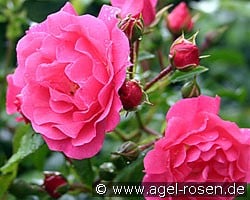 Heidetraum (Ground Cover Rose) Picture of the rose 'Heidetraum' (Ground Cover Rose)