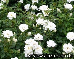 Kent (Ground Cover Rose) Picture of the rose 'Kent' (Ground Cover Rose)