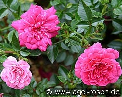 Knirps (Ground Cover Rose) Picture of the rose 'Knirps' (Ground Cover Rose)