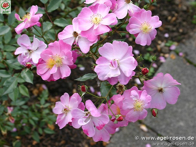Picture of the rose 'Lavender Dream' (Ground Cover Rose)