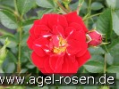 Picture of the rose 'Nipper' (Ground Cover Rose)