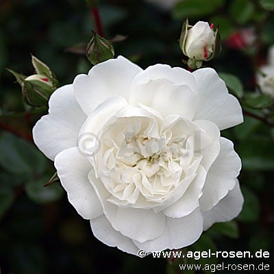Snow Ballett (Ground Cover Rose) Picture of the rose 'Snow Ballett' (Ground Cover Rose)