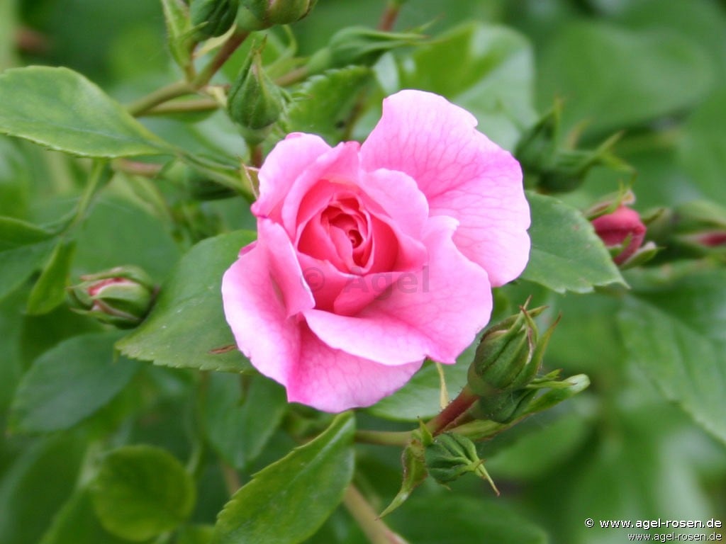 Picture of the rose 'Sommermelodie' (Ground Cover Rose)