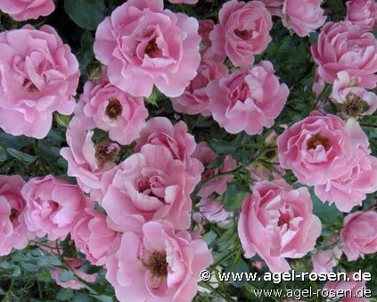 Sommerwind (Ground Cover Rose) Picture of the rose 'Sommerwind' (Ground Cover Rose)