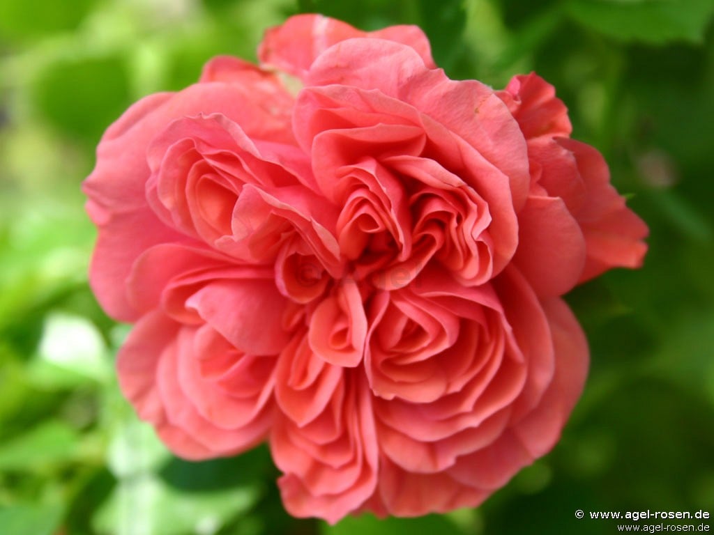 Picture of the rose 'Spring Palace' (Ground Cover Rose)