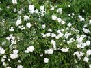 Swany (Ground Cover Rose) Picture of the rose 'Swany' (Ground Cover Rose)