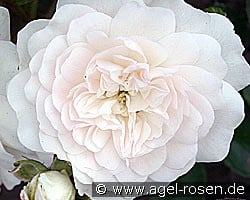 Swany (Ground Cover Rose) Picture of the rose 'Swany' (Ground Cover Rose)
