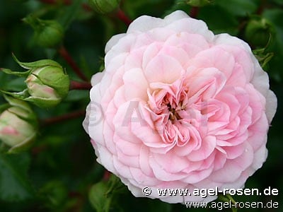 Picture of the rose 'Tarantella' (Ground Cover Rose)