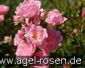 Picture of the rose 'The Fairy' (Ground Cover Rose)