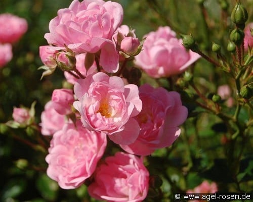 The Fairy (Ground Cover Rose) Picture of the rose 'The Fairy' (Ground Cover Rose)