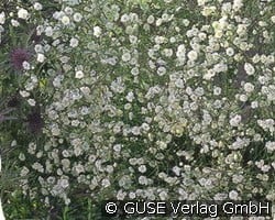 Schleierkraut (Stauden für Beete, Rabatten & Schnitt) Bild der Staude 'Schleierkraut' (Gypsophila paniculata 'Bristol Fairy')