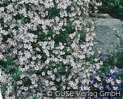 Zwerg-Schleierkraut (Stauden für Steingärten & Trockenmauern) Bild der Staude 'Zwerg-Schleierkraut' (Gypsophila repens)