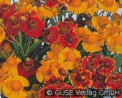 Sonnenbraut (Stauden für Beete, Rabatten & Schnitt) Bild der Staude 'Sonnenbraut' (Helenium autumnale Rotgold-Hybr.)