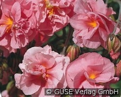 Sonnenröschen (Stauden für Steingärten & Trockenmauern) Bild der Staude 'Sonnenröschen' (Helianthemum Hybride 'Pink Double')