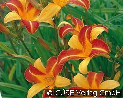 Taglilie (Stauden für Beete, Rabatten & Schnitt) Bild der Staude 'Taglilie' (Hemerocallis Hybride 'Frans Hals')