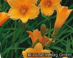 Miniatur-Taglilie (Stauden für Beete, Rabatten & Schnitt) Bild der Staude 'Miniatur-Taglilie' (Hemerocallis Hybride 'Stella d'Oro')