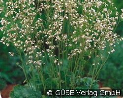 Weißes Purpurglöckchen (Stauden für Beete, Rabatten & Schnitt) Bild der Staude 'Weißes Purpurglöckchen' (Heuchera sanguinea 'White Cloud')