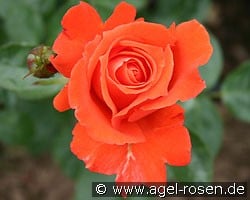 Alexander (Hybrid Tea) Picture of the rose 'Alexander' (Hybrid Tea)