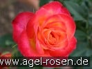 Picture of the rose 'Alinka' (Hybrid Tea)