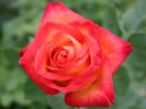 Alinka (Hybrid Tea) Picture of the rose 'Alinka' (Hybrid Tea)