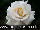 Picture of the rose 'Ambiente' (Hybrid Tea)
