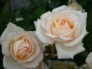 Ambiente (Hybrid Tea) Picture of the rose 'Ambiente' (Hybrid Tea)