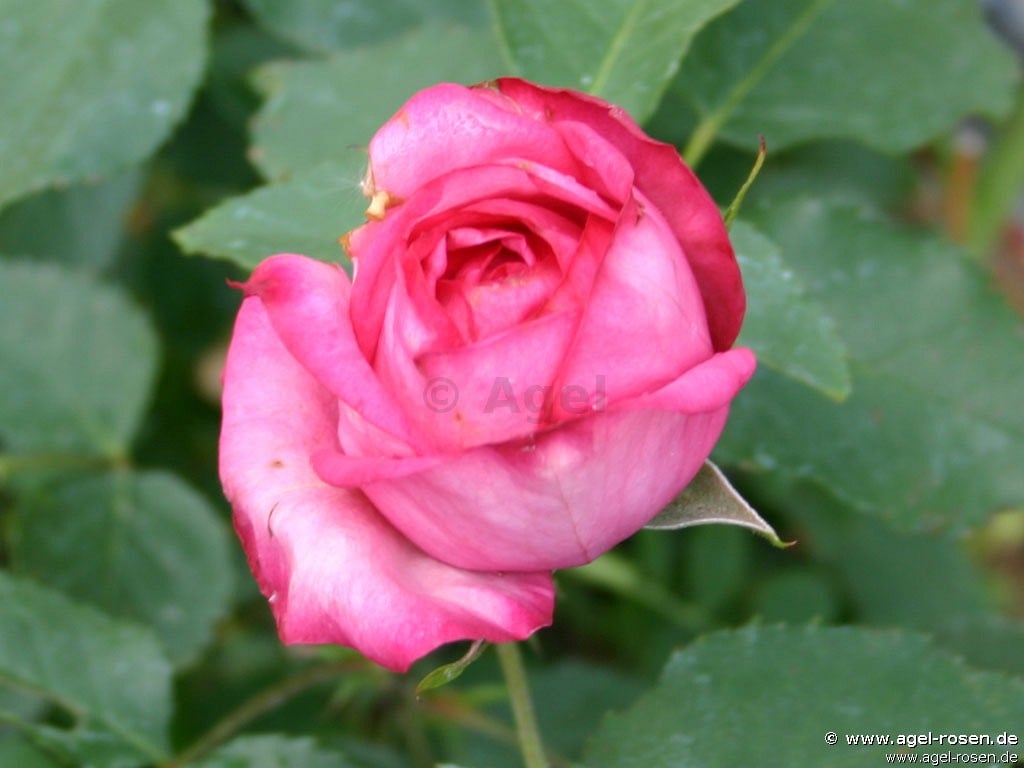 Picture of the rose 'Anne Elizabeth' (Hybrid Tea)